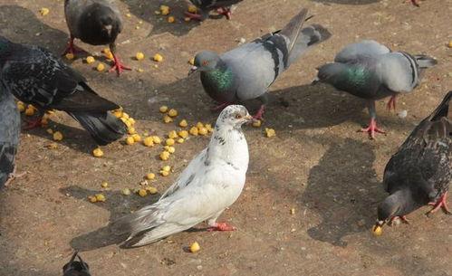 网红吃瓜鸽子图片大全,趣味瞬间大盘点  第3张